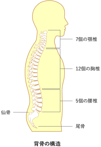 背骨の構造