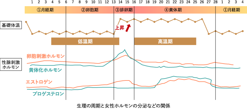 生理の周期と女性ホルモンの分泌などの関係