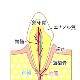 歯の構造