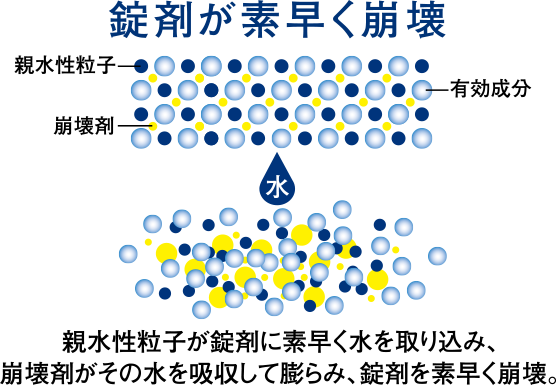 錠剤が素早く崩壊 親水性粒子が錠剤に素早く水を取り込み、崩壊剤がその水を吸収して膨らみ、錠剤を素早く崩壊。